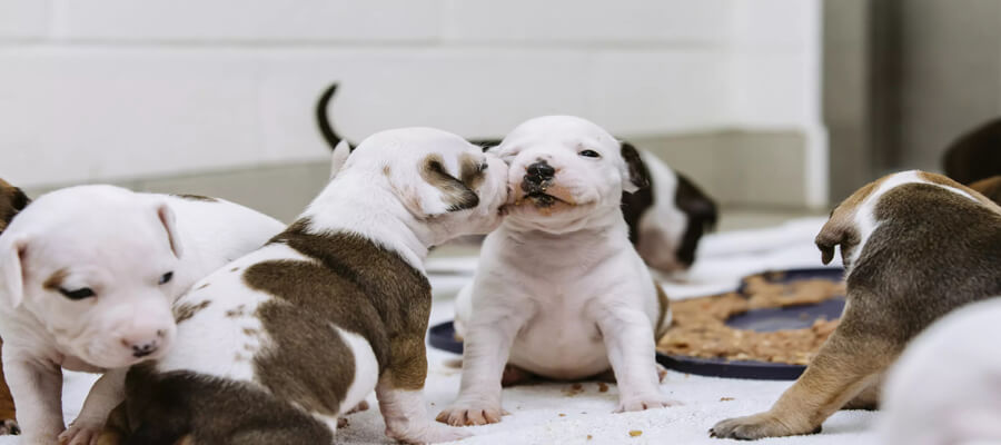 Top Questions to Ask Before Adopting a Dog: Ensure a Perfect Match